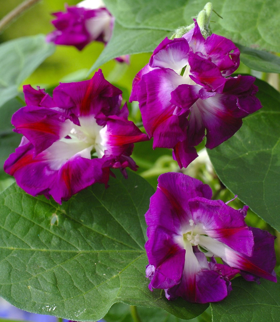 Ipomoea x imperialis 'Sunrise Serenade' | Morning Glory Vine Seeds