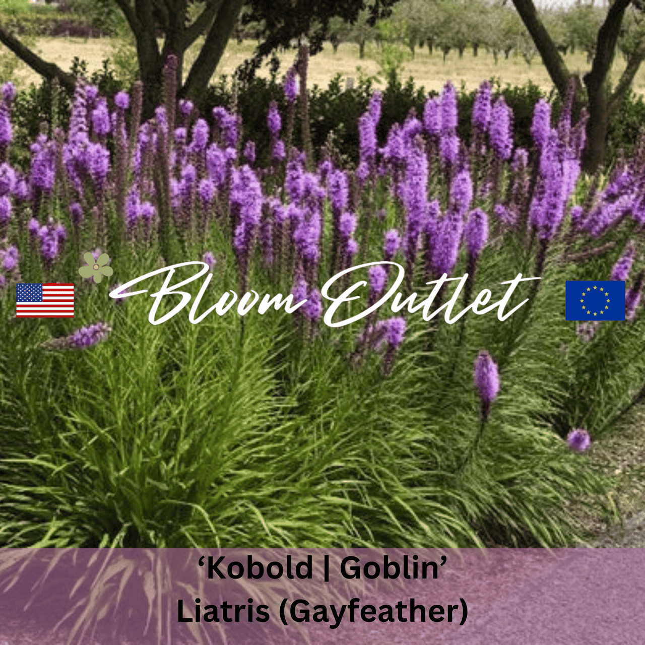 Liatris spicata 'Kobold' | 'Goblin' | Dense Blazing Star Flower