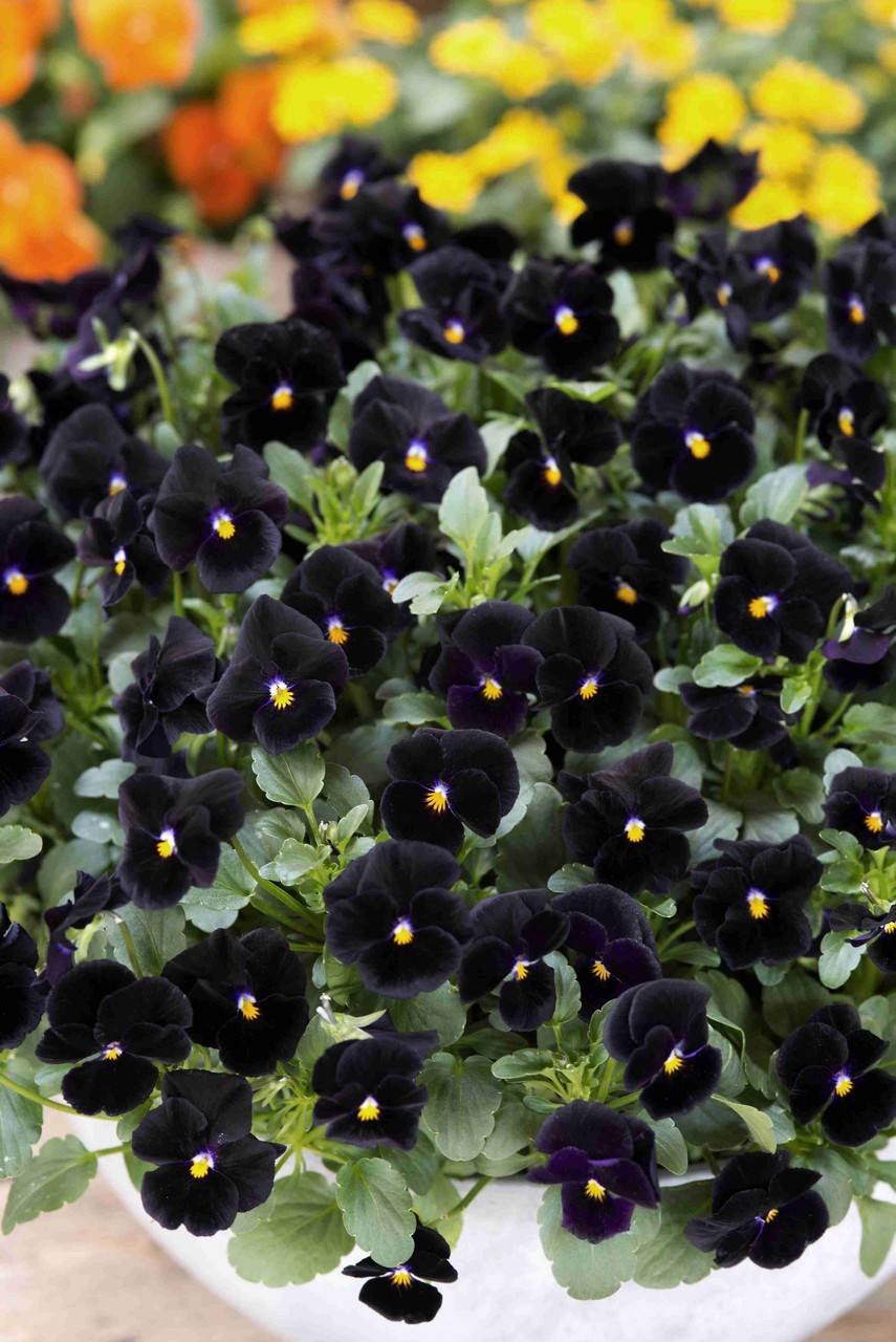 Viola cornuta 'Back to Black' | Horned Violet | Pansy Flower Seeds