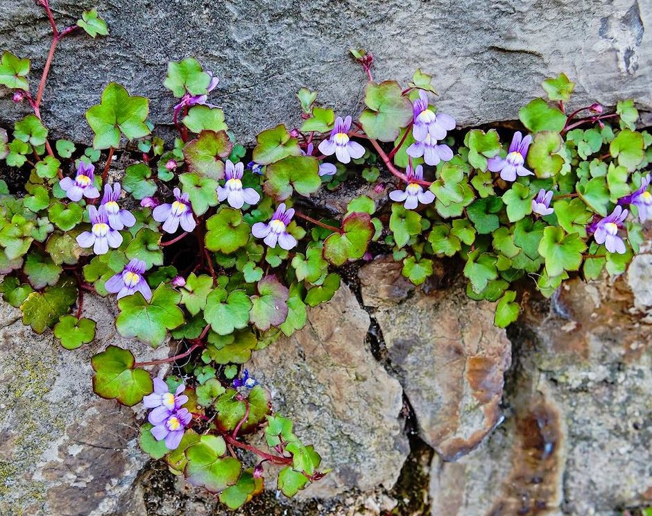 Cymbalaria muralis | Ivy Leaved Toadflax | Kenilworth Ivy Flower