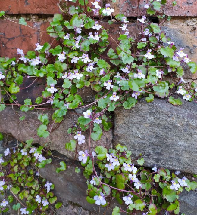 Cymbalaria muralis | Ivy Leaved Toadflax | Kenilworth Ivy Flower