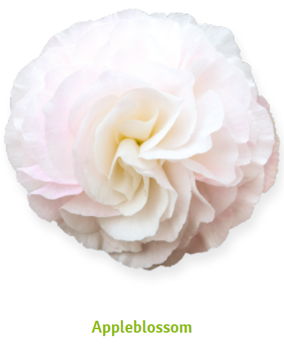 PREMIER SEEDS DIRECT - Begonia Tuberous - Non Stop F1 - DEEP Rose- 15