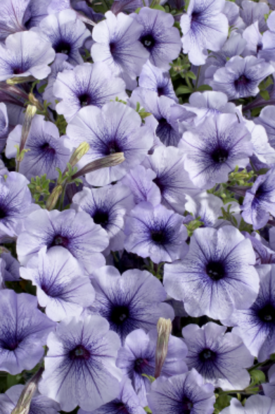 50 Seeds Petunia Seeds Candypops Concord Spring Mix Pelleted (Seeds