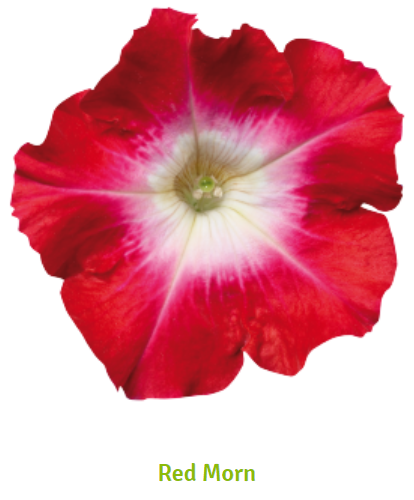 Morrn Red CELEBRITY RED MORN Petunia - 50 Seeds