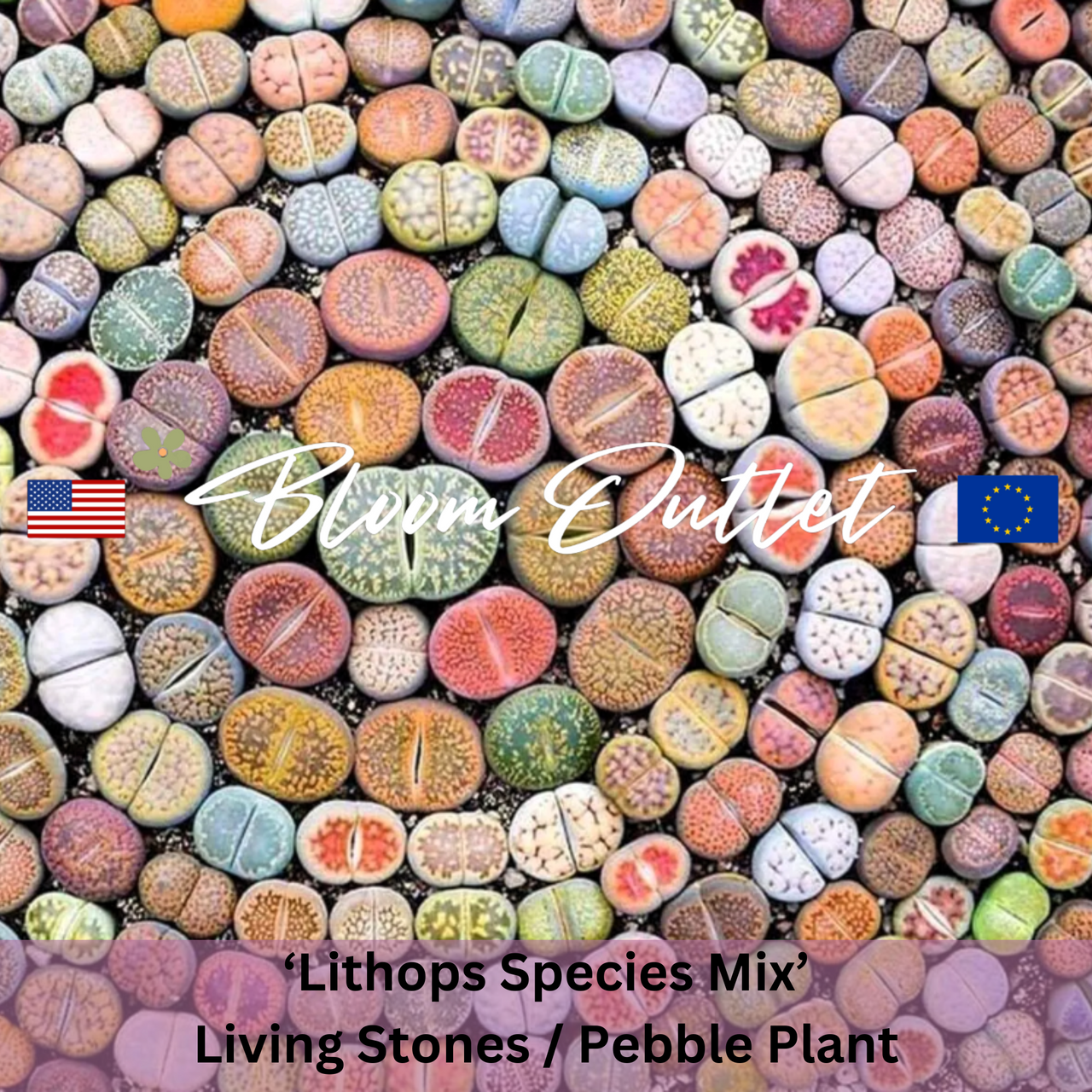 Lithops Species Mix Seeds (Living Stones, Pebble Plant)