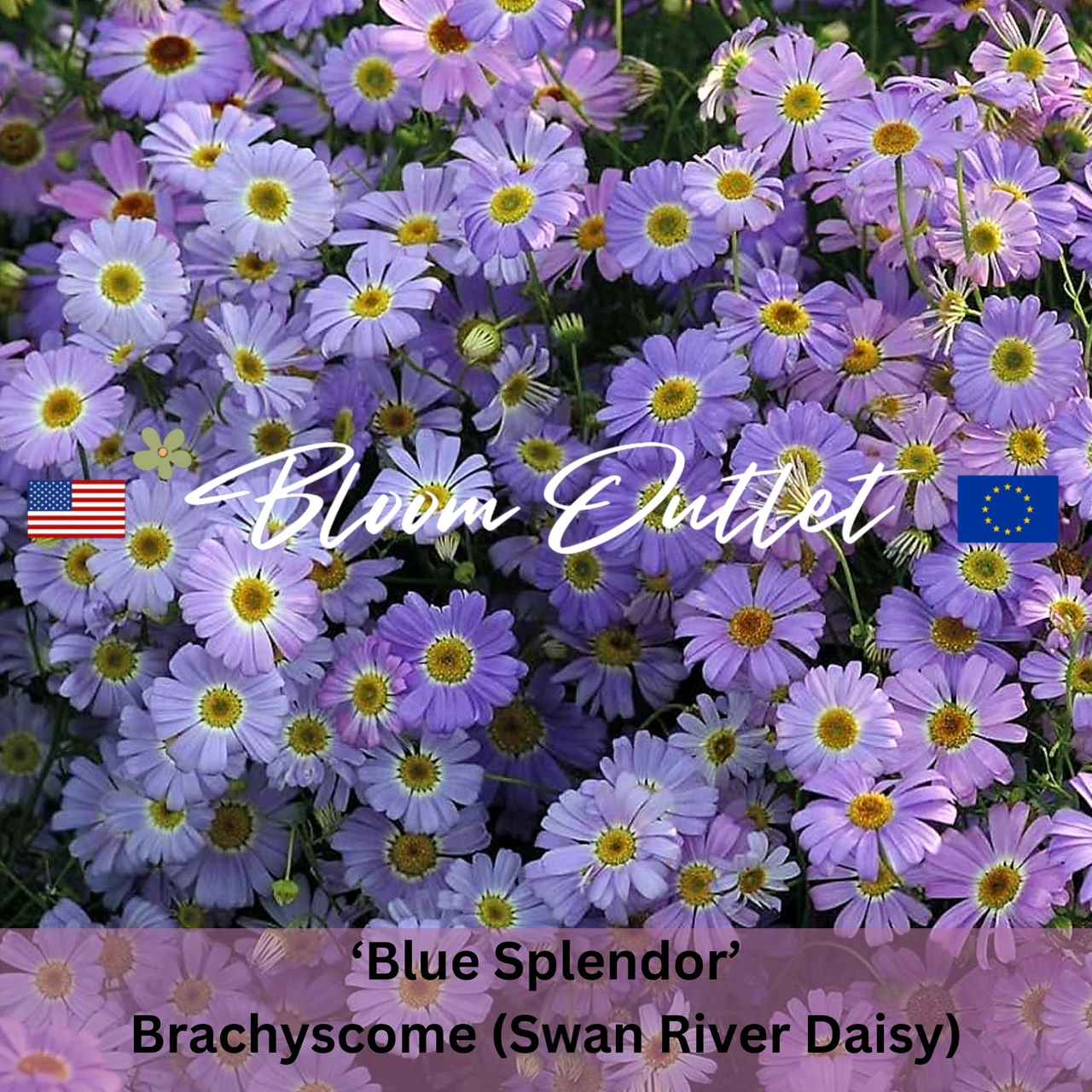 Brachycome Splendor BLUE SPLENDOR - Swan River Daisy Seeds (Brachyscome iberidifolia)