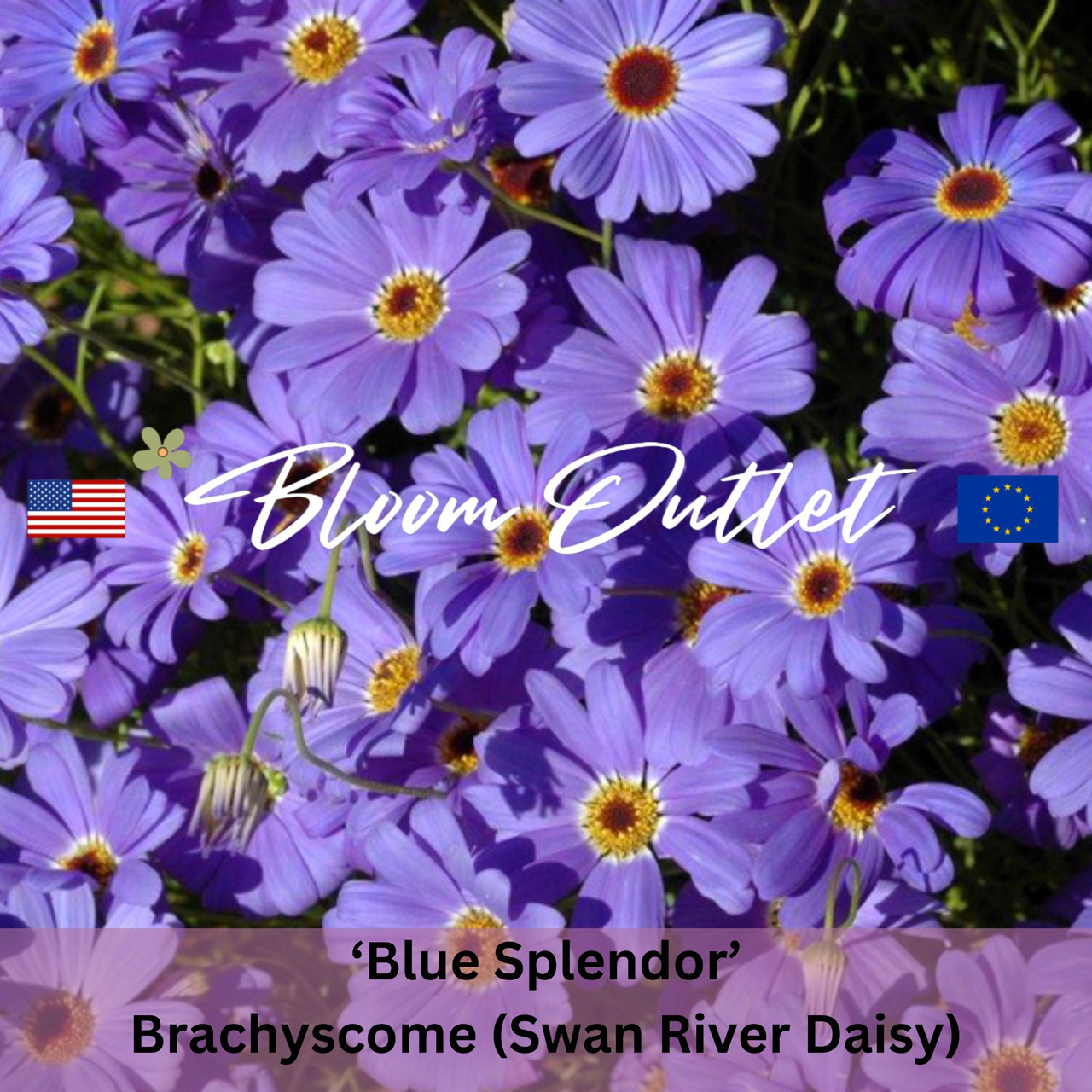 Brachycome Splendor BLUE SPLENDOR - Swan River Daisy Seeds (Brachyscome iberidifolia)