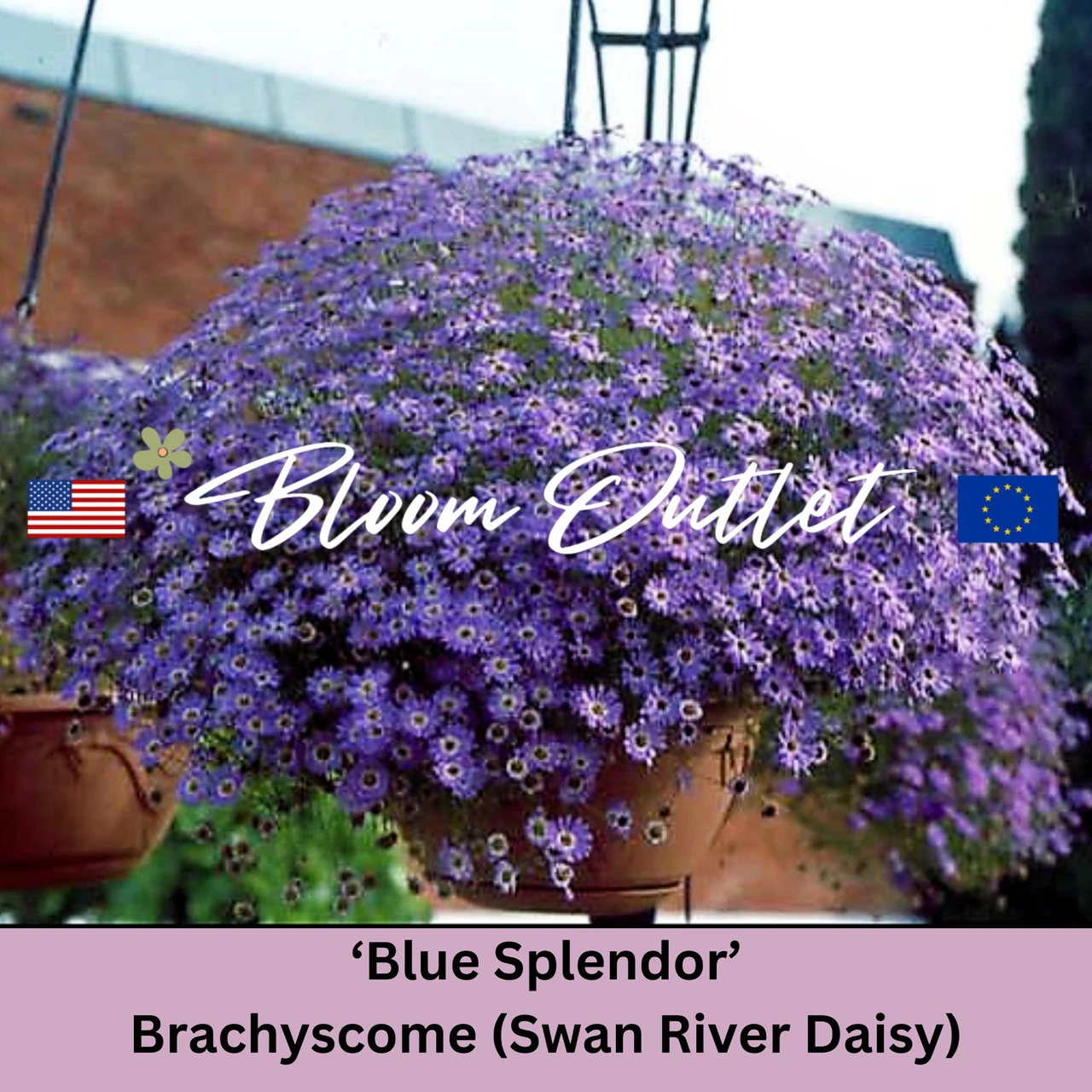 Brachycome Splendor BLUE SPLENDOR - Swan River Daisy Seeds (Brachyscome iberidifolia)