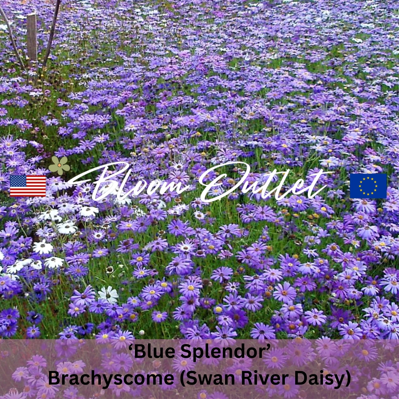 Brachycome Splendor BLUE SPLENDOR - Swan River Daisy Seeds (Brachyscome iberidifolia)