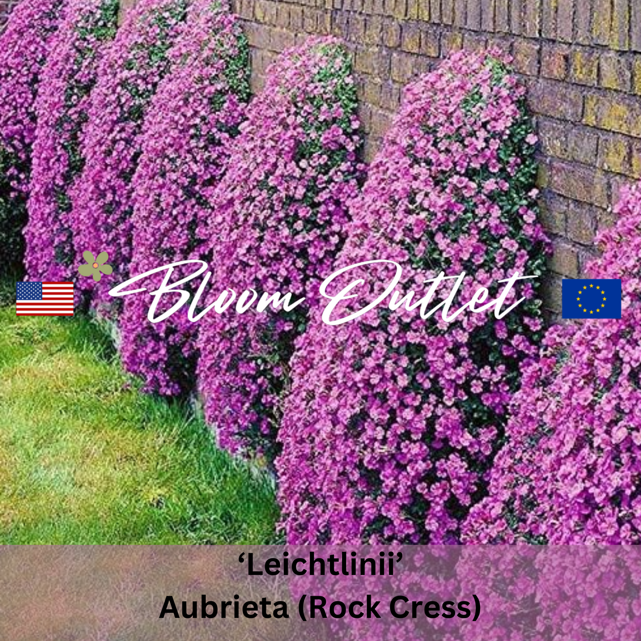 LEICHTLINII - Rock Cress Seeds (Aubrieta hybrida)