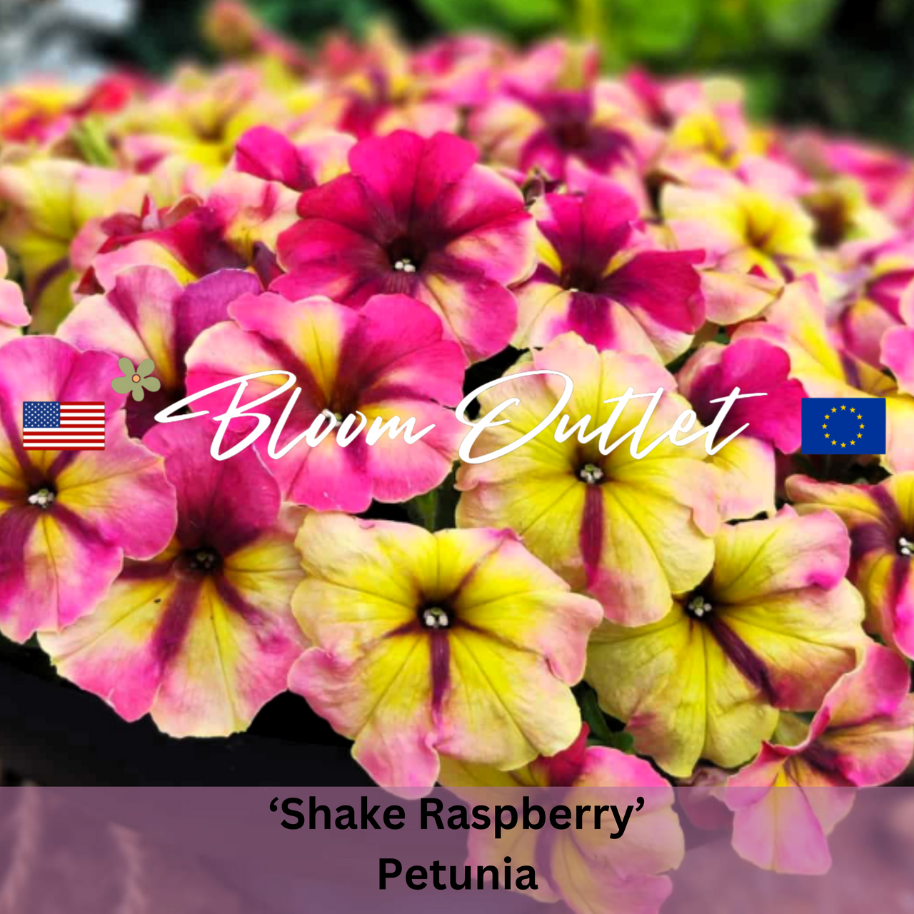 SHAKE RASPBERRY Petunia - 25 Pelleted Seeds - 2025 AAS Winner