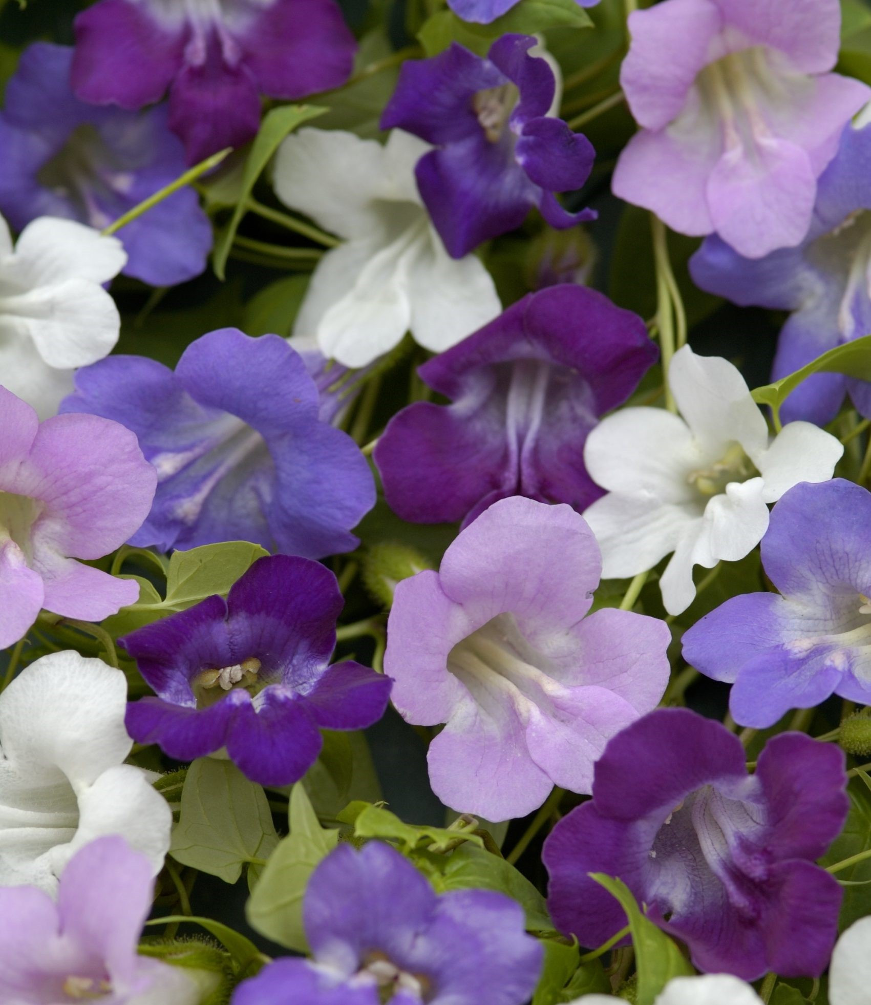 Antirrhinum Majus Night And Day Garden Snapdragon Flower Seeds antirrhinum-majus-night-and-day-garden-snapdragon-flower-seeds