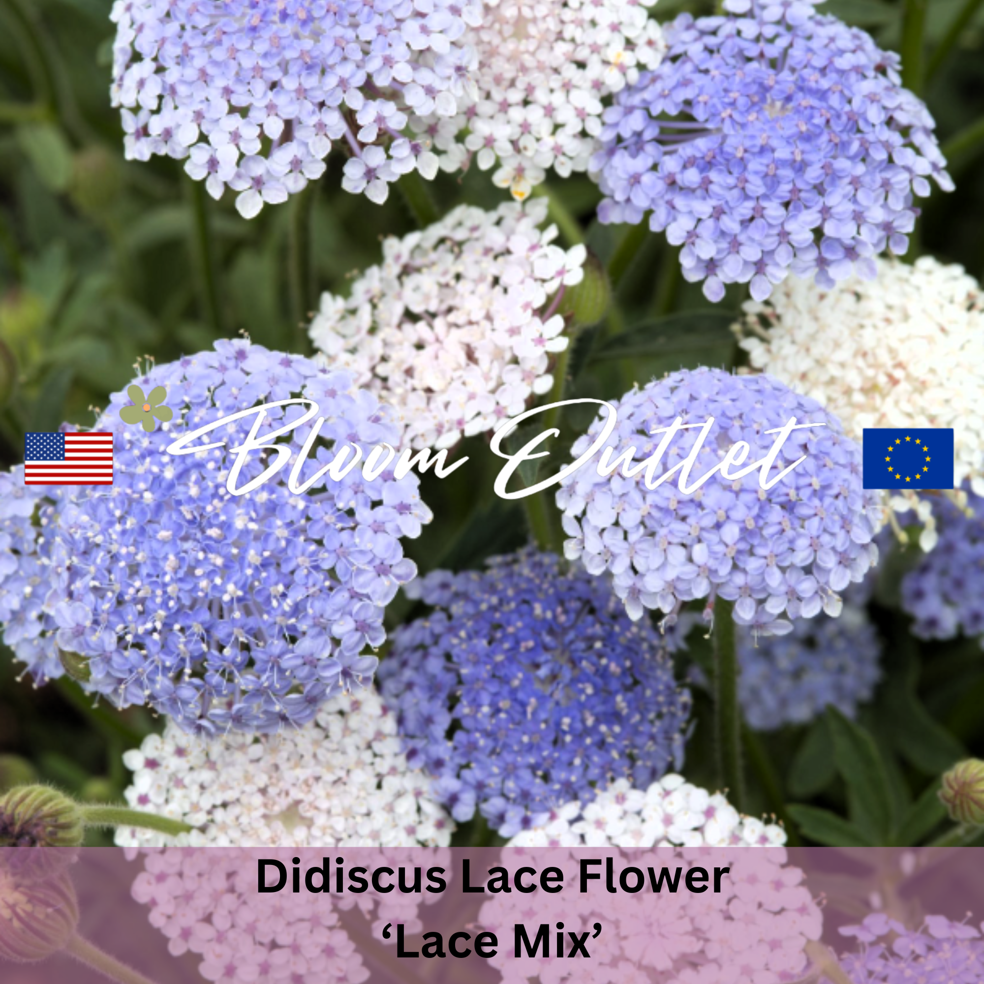 Flower & Garden Seeds | Bloom Outlet
