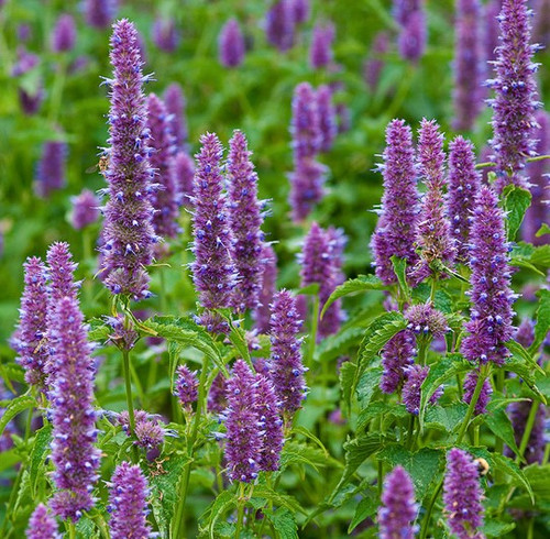 Agastache rugosa | Korean Mint | Hyssop Flower Seeds