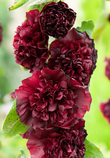Alcea rosea 'Chater's Maroon' | Double Hollyhock Flower Seeds