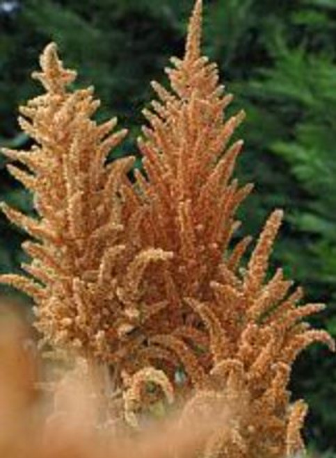 Amaranthus cruentus 'Hot Biscuits' | Amaranth | Prince's Feather Flower Seeds