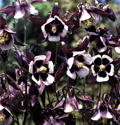 Aquilegia vulgaris 'William Guinness' 'Magpie' | European Columbine Flower Seeds