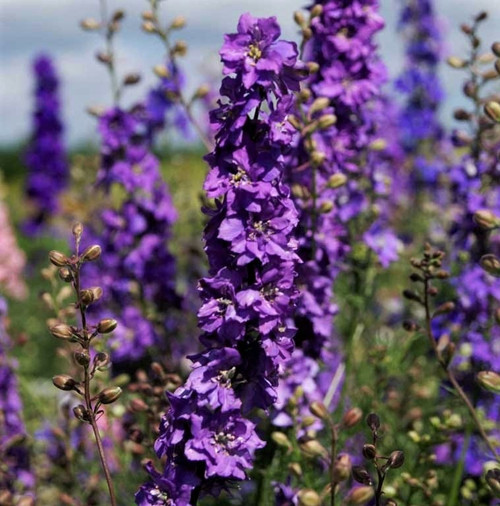 Consolida ajacis ‘Giant Imperial Lilac Spire’ | Rittersporn Prachtmischung | Giant Larkspur Flower Seeds