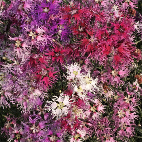 Dianthus 'Rainbow Loveliness' | Border Pinks Flower Seeds
