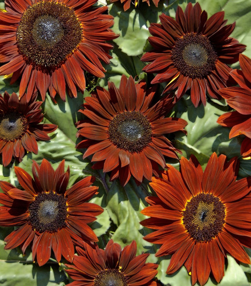 Helianthus annuus ‘Ruby F1’ | Sunflower Seeds