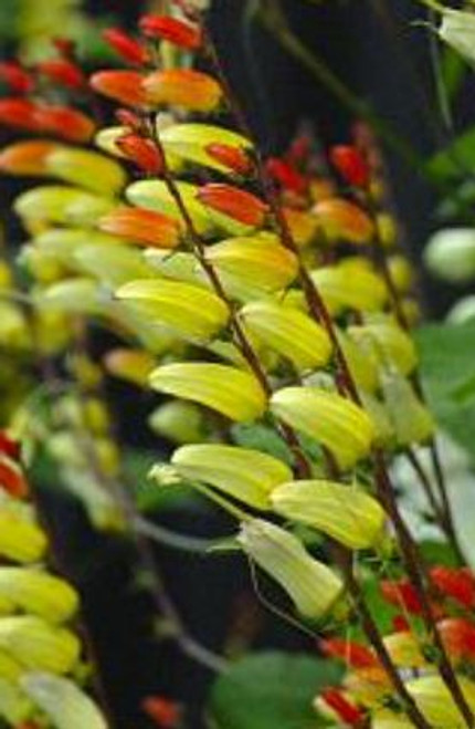 Ipomoea lobata ‘Jungle Queen’ | Firecracker Vine | Spanish Flag Flower Seeds