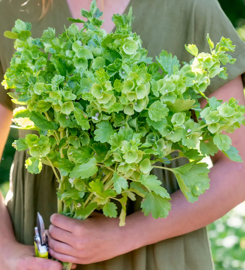 Moluccella laevis ‘Pixie Bells’ | Bells of Ireland Flower Seeds