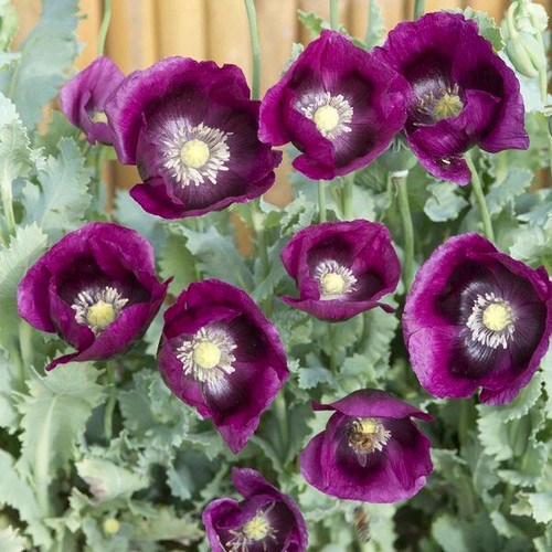 Papaver somniferum 'Lauren's Grape' | Breadseed Poppy Flower Seeds | Schlafmohn