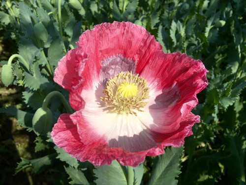 Papaver somniferum ‘Bowling Ball’ | Breadseed Poppy Flower Seeds