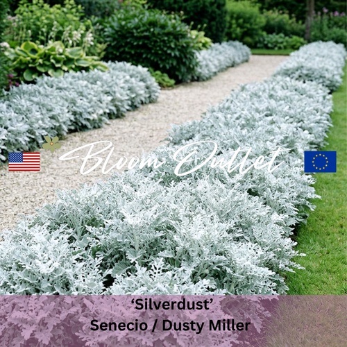 Senecio cineraria ‘Silverdust’ | Dusty Miller Flower Seeds