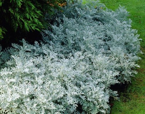 Senecio cineraria ‘Silverdust’ | Dusty Miller Flower Seeds