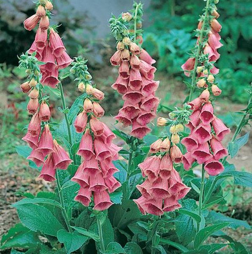 Digitalis x mertonensis 'Summer King' Strawberry Foxglove Flower