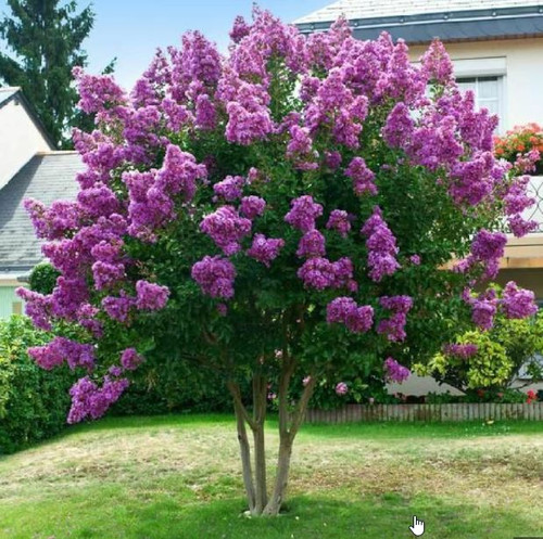 Lagerstroemia speciosa | Queen's Crape Myrtle | Pride of India Tree Seeds