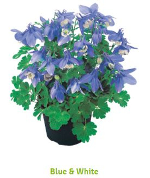 Aquilegia flabellata 'Cameo Blue & White' | BULK Columbine Flower Seeds