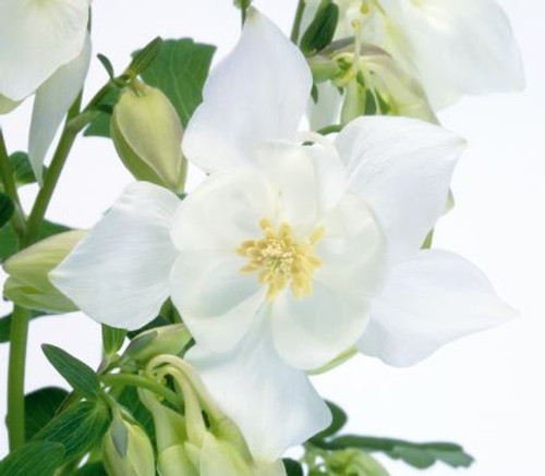 Aquilegia hybrida 'Spring Magic® White' | BULK Columbine Flower Seeds