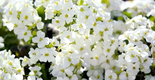 Arabis caucasica 'Catwalk White' | BULK Rock Cress Flower Seeds