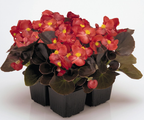 Begonia semperflorens Nightlife 'Red' | BULK Wax Begonia Seeds