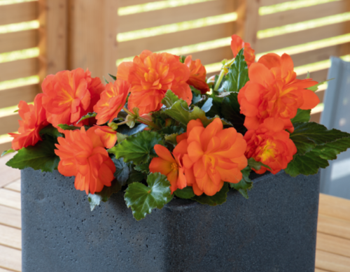 Begonia tuberhybrida F₁ Nonstop® Sunset | BULK Tuberous Begonia Seeds