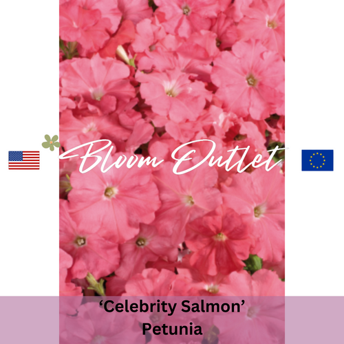 CELEBRITY SALMON Petunia - 50 Seeds