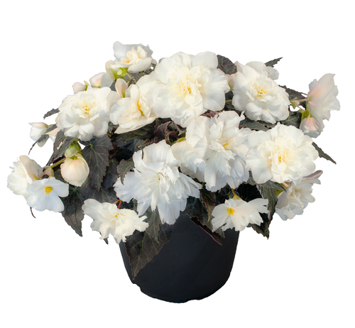 Begonia tuberhybrida F₁ Nonstop® Joy Mocca White | BULK Tuberous Begonia Seeds