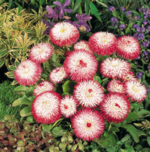 Bellis perennis Habanera® White Red Tips | English Daisy Flower Seeds