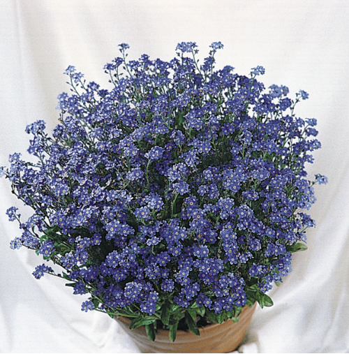 Myosotis sylvatica 'Miro' | Forget Me Not Flower Seeds