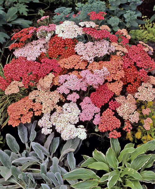 Achillea millefolium | F2 Summer Pastels (25,000 Seeds)