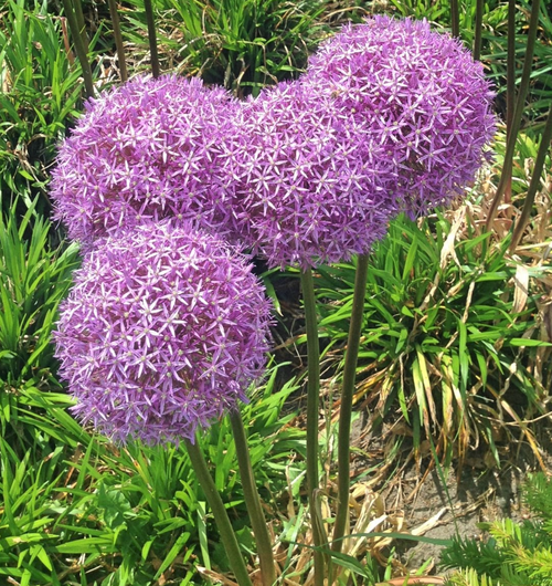 Allium Ornamental Onion Seeds*Allium aflatunense/hollandicum*Persian Onion*Large Purple/Pink Flowers*Showy Perennial Plant*