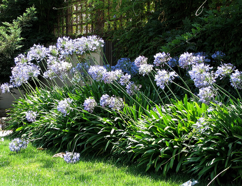 Blue African Lily Seeds*Agapanthus praecox*Blue Lily of the Nile*Large Medium Blue Flowers*Evergreen Perennial*Containers*Mass Plant