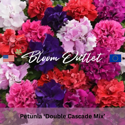 Petunia Double Cascade Mix Garden Seeds*3-3.5 in (8-9cm) Large, Double Flowers Resembling Carnations*Easy to Grow Annual*Pots*Balcony