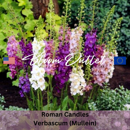 Mixed Colors Roman Candles (Verbascum phoeniceum)