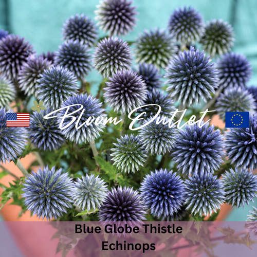 Blue Globe Thistle Seeds (Echinops ritro)