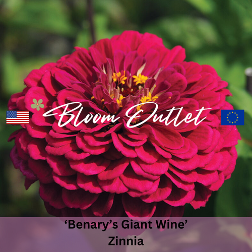 Zinnia Benary's Giant Wine Seeds | Double Flowers