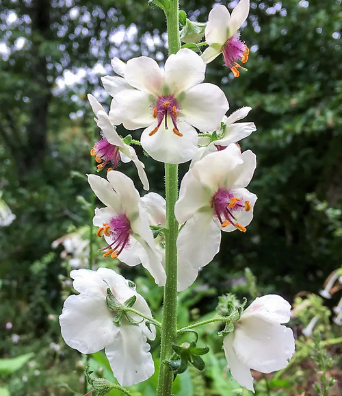 White Blush Moth Mullein Seeds (Verbascum blattaria)