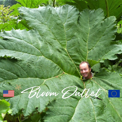Giant Rhubarb Seeds, Dinosaur Food (Gunnera manicata)